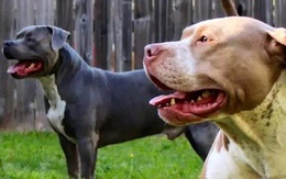 Hai đứa trẻ ở Mỹ bị chó pitbull của gia đình tấn công đến chết