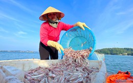 Mùa cá cơm trên đảo Thanh Lân, mỗi ngày thu hàng chục triệu đồng