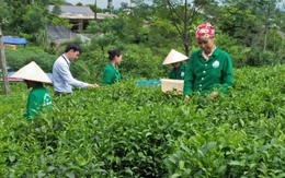 Đằng sau câu nói "chè Thái, gái Tuyên", đi tìm ra đệ nhất hảo hạng danh trà Thái Nguyên