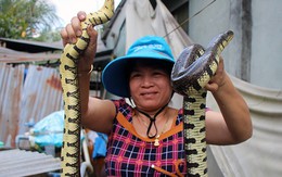 Nuôi cả nghìn con rắn trong bể xi măng, thu hơn nửa tỷ đồng mỗi năm