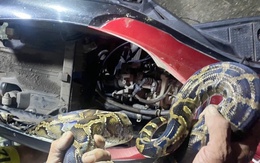 Trăn dài gần 2 m chui vào cốp xe máy ở TP.HCM