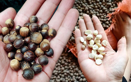 Hạt dẻ thóc vào mùa giá 60 nghìn đồng/kg, hương vị núi rừng thơm ngon hút các vị khách
