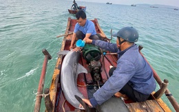 Quảng Ninh: Đưa cá heo mắc cạn trở lại biển an toàn