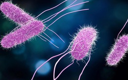 Khuẩn Salmonella trong vụ ngộ độc thực phẩm ở Nha Trang nguy hiểm thế nào?