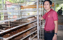 Bị gia đình phản đối vẫn quyết nuôi con vật lạ, chàng trai lãi bộn tiền