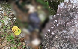 Quảng Ninh: Người dân tá hỏa phát hiện thi thể đang phân hủy trong rừng