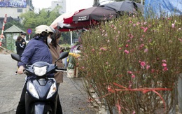 Hoa đào đầu mua bung nở giữa Thủ đô, tấp nập người mua dù Tết Nguyên đán cách 40 ngày