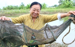 Nuôi cua kiểu gì mà bẫy lên toàn con to bự, bán 300.000 đồng/kg?