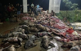 Nghệ An: Cháy trại nuôi lợn khiến hơn 1.000 con chết cháy
