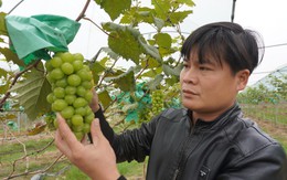 Đưa giống nho ‘quý tộc’ về làng, vụ đầu tiên đã thu tiền tỷ