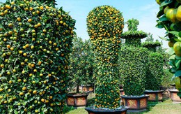 Cận cảnh cây quýt khổng lồ được tạo hình chiếc Cup vàng World Cup