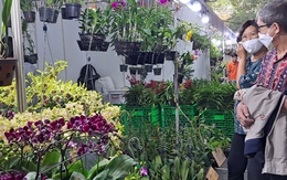 Hàng Tết độc, lạ hút khách