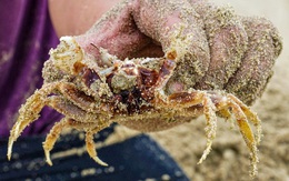 Theo ngư dân đi săn con chân dài lêu nghêu, chạy nhanh như gió