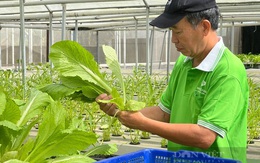 Chỉ trồng rau mà anh "nông dân phố" thu nhập 150 triệu/tháng?