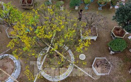 Cụ mai trăm tuổi độc lạ cao 6m, giá hơn 1 tỷ đồng