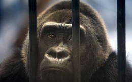 'Gorilla cô đơn nhất thế giới' hơn 30 năm sống trong chuồng khu mua sắm