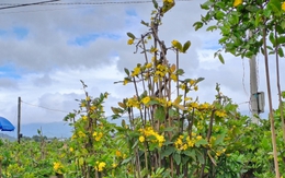 Mai 'cười', nông dân 'thủ phủ' mai vàng miền Trung khóc
