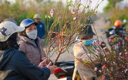 Đào nở sớm, bắt đầu xuống phố đón Tết Dương lịch