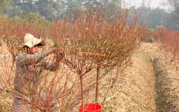 Làng trồng đào lớn thứ 2 Hà Nội bắt đầu khởi động cho vụ Tết Nguyên đán 