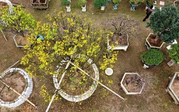 Những "cụ" mai khủng điểm trang ngóng khách Tết