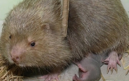 Hồi hương nuôi loài chỉ ăn tre nứa, anh nông dân bất ngờ về thành quả