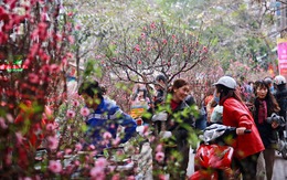Những tuyến đường nào ở Hà Nội bị cấm để mở chợ hoa Tết 2023?
