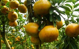 5.000 tấn quýt hồng khoe sắc vàng rực phục vụ Tết