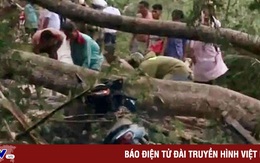 Cây bật gốc đè 2 bà cháu tử vong