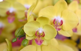 Chi hơn 100 triệu đồng mua một chậu lan chưng Tết sớm