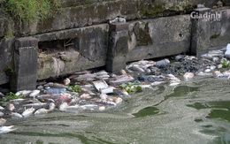 Nhiều lần cá chết nổi trắng Hồ Tây: Chuyên gia Nhật Bản chỉ rõ nguyên nhân do hàm lượng oxy hòa tan trong nước kết hợp khí độc hại, nước ô nhiễm