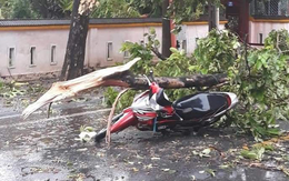 Liên tiếp các vụ cây gãy, đổ gây thương vong: Làm gì để phòng tránh?