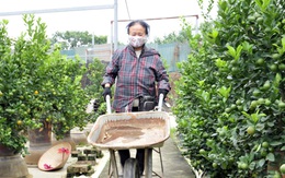 Hà Nội: Dân buôn rục rịch mua quất Tết, chủ vườn tất bật chuẩn bị nguồn cung
