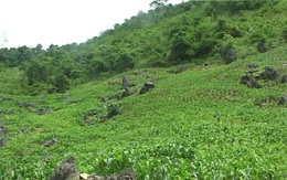 Kỳ án nơi rẻo cao (P1): Người phụ nữ mất tích bí ẩn và hành trình vạch mặt kẻ sát nhân máu lạnh