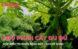 5 bộ phận của cây đu đủ giúp chữa bệnh không thể bỏ qua