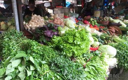 Rau tăng giá chóng mặt, rét thấu xương ra đồng hái bán lãi 400 triệu/ha