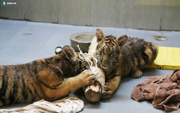 Cuộc sống "sung sướng" của 7 con hổ được giải cứu: Ăn thịt bò loại 1, uống sữa ngoại
