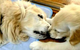 Chó Golden mẹ qua đời, phản ứng của chú chó con khiến chủ nhân không kìm nổi nước mắt