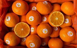 Giữa lúc cam, quýt giá tăng giá, nhiều loại trái cây sang chảnh rẻ bất ngờ