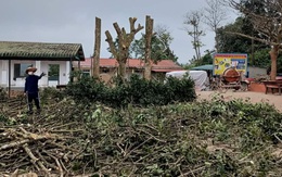 Nguyên nhân nào khiến nhiều cây xà cừ lâu năm trong trường học tại Quảng Trị bị cắt trụi ? 