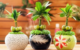 Đặt sai vị trí cây phong thủy này trong nhà, bảo sao gia chủ gặp khó khăn