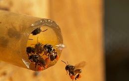 Loại ong không đốt về làm tổ giữa phố bụi, lấy mật bán 2 triệu/lít