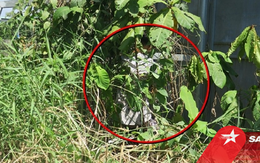 TP.HCM: Nam thanh niên được phát hiện tử vong trong tư thế treo cổ trong bụi rậm