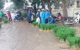 Nhổ lúa non bán như rau, nông dân "bỏ túi" cả trăm ngàn đồng mỗi ngày