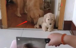Chó con gây chuyện bị chủ mắng, chó Golden mẹ làm 1 hành động ai cũng không nhịn được cười