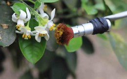 Mùa 'se duyên' cuối xuân, chờ ngày thu về 700 tỷ đồng