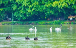 Chim Công, Vịt Trời, Thiên Nga làm tổ trong khu đô thị Ecopark