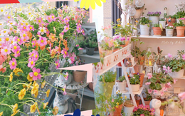 Khu vườn ban công ngập nắng chỉ khoảng 5m² mà có đến gần trăm chậu hoa các loại khiến ai nhìn cũng phải ước ao