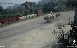Người chăn bò bị ô tô tải đâm trực diện, 3 giây sau điều không ngờ xảy ra, camera bắt trọn