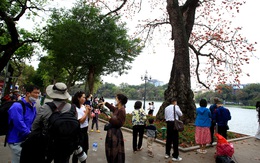 Người dân Hà Nội thích thú check in với cây gạo cổ thụ bên hồ Gươm