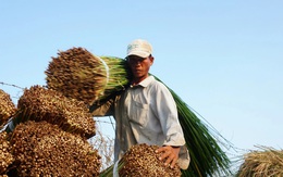 Loại cỏ cao hơn đầu người, trồng một lần gặt 7 năm, lãi gấp 3 trồng lúa